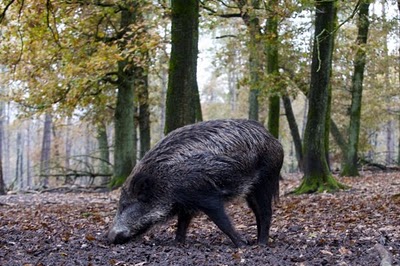 Grofwildbeheerdag.