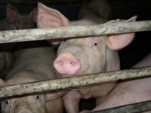 ‘Brabantwet’ nieuwe stap naar duurzame veehouderij