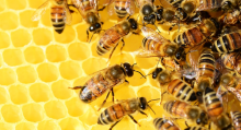 Stop bijensterfte door inzaaien braak terrein